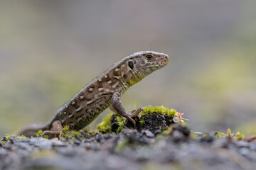reptile - Sand lizard - Lacerta agilis.