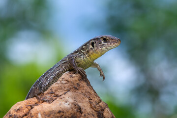 reptile - Sand lizard - Lacerta agilis.