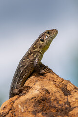 reptile - Sand lizard - Lacerta agilis.