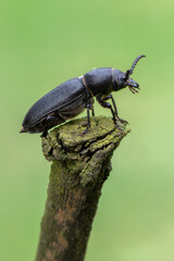 insect - longhorn beetle - Spondylis buprestoides