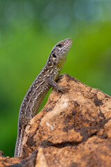 reptile - Sand lizard - Lacerta agilis.