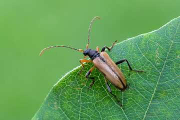 insect - longhorn beetle - Pidonia lurida