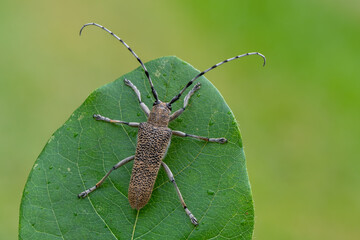 insect - longhorn beetle - Saperda carcharias