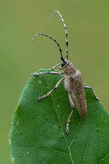 insect - longhorn beetle - Saperda carcharias