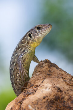 reptile - Sand lizard - Lacerta agilis.