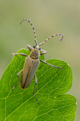insect - longhorn beetle - Lepturobosca virens