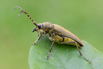 insect - longhorn beetle - Lepturobosca virens