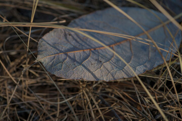 Orange tree leaves. Autumn. Background autumn orange leaves. November blues background. Shallow DOF. 
