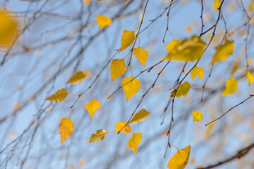 Autumn, yellow leaves. Abstract yellow autumn background. Leaves on the branches in the autumn forest. Abstract yellow autumn background