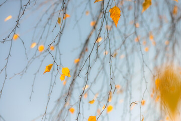 Autumn, yellow leaves. Abstract yellow autumn background. Leaves on the branches in the autumn forest. Abstract yellow autumn background