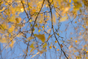 Fototapeta na wymiar Autumn, yellow leaves. Abstract yellow autumn background. Leaves on the branches in the autumn forest. Abstract yellow autumn background