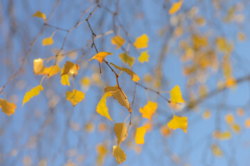 Autumn, yellow leaves. Abstract yellow autumn background. Leaves on the branches in the autumn forest. Abstract yellow autumn background