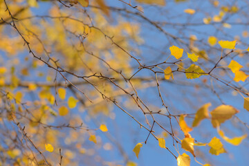 Autumn, yellow leaves. Abstract yellow autumn background. Leaves on the branches in the autumn forest. Abstract yellow autumn background