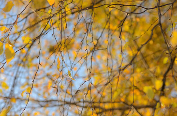 Autumn, yellow leaves. Abstract yellow autumn background. Leaves on the branches in the autumn forest. Abstract yellow autumn background