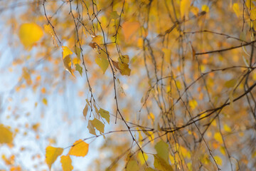 Autumn, yellow leaves. Abstract yellow autumn background. Leaves on the branches in the autumn forest. Abstract yellow autumn background