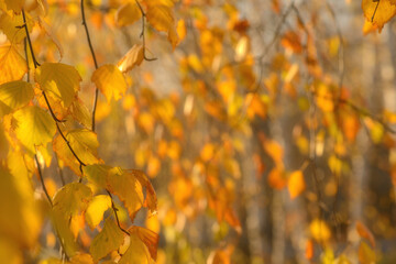 Autumn, yellow leaves. Abstract yellow autumn background. Leaves on the branches in the autumn forest. Abstract yellow autumn background