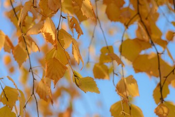 Autumn, yellow leaves. Abstract yellow autumn background. Leaves on the branches in the autumn forest. Abstract yellow autumn background