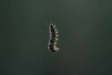 Gąsienica , caterpillar