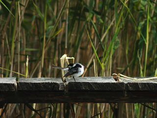 Pliszka, Wagtail © Zbyszko