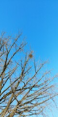 까치집(magpie nest in KOREA)