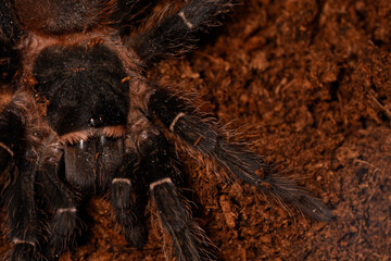 Brazilian salmon pink bird-eating tarantula (Lasiodora parahybana) portrait.