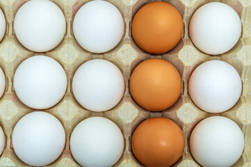 Fresh white and brown chicken eggs in tray. Egg is the main ingredient for cooking