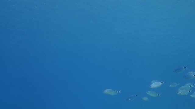 grey mullet scenery underwater mediterranean sea