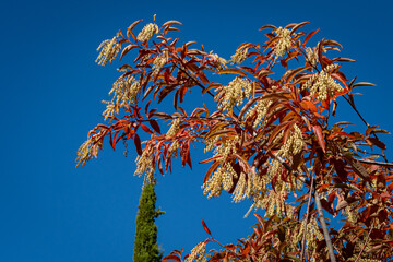 Sour tree (Oxydendrum arboreum) with red leaves and yellow seeds against a blue sky. Close-up....