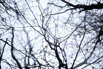 tree branches against blue sky