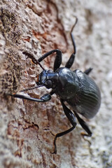 Black beetle perches on tree bark, the charm of a black beetle in Indonesian tropical forests.