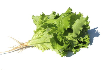 Green salad with root lies on a white background