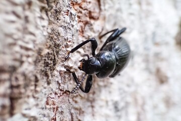 Black beetle perches on tree bark, the charm of a black beetle in Indonesian tropical forests.