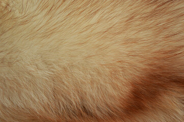 the fur of a Fox. the texture of the animal's fur. background for the design.