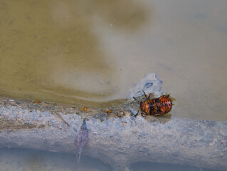A Colorado potato beetle lies on its back on a sunken branch with its feet pointing upwards in a natural pond at the mercy of the enemy.