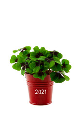 Glücksklee, 2021, freigestellt