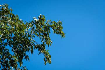 Beautiful leaves on branches of East Asian or Japanese alder (Alnus japonica) against blue sky. City Park Krasnodar. Public landscape 