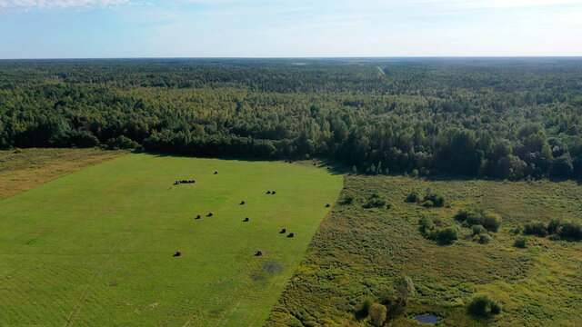 Landscape with green forest and field. Natural nature from a bird's eye view.
