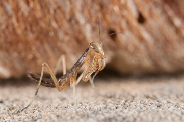 European common mantis (Mantis religiosa) juvenile.