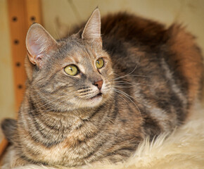 striped european shorthair cat portrait close up