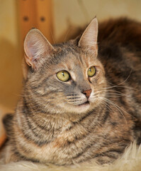 striped european shorthair cat portrait close up