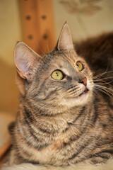 striped european shorthair cat portrait close up