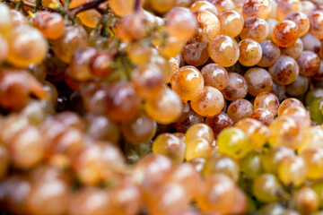Grapes background. Golden ripe grape bunches background. Rkatsiteli grape harvest in sunlight. A lot of ripe grapes. Macro. Selective focus. Blurred background.
