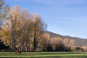 A horse grazing grass from a beautiful  green pasture in Corsica with deciduous trees in the background