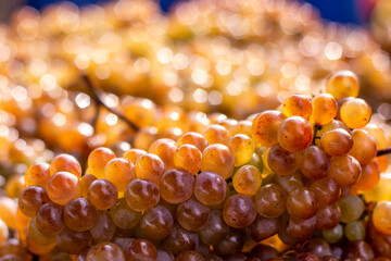 Grapes background. Golden ripe grape bunches background. Rkatsiteli grape harvest in sunlight. A lot of ripe grapes. Macro. Selective focus. Blurred background.