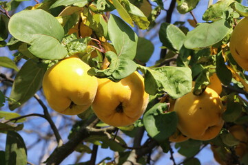Quittenfr&uuml;chte an einem Baum, reife Quittenfr&uuml;chte (Cydonia oblonga), Obstbaum, die Fr&uuml;chte dienen vor allem zur Herstellung von Marmeladen, sie k&ouml;nnen nur gekocht verzehrt werden