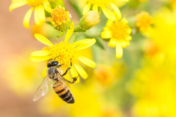 Syrian honey bee, apis mellifera syriaca, on a yellow wild flower