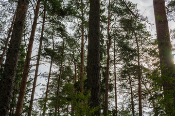 Sunshine light among evergreen pine trunks. Many coniferous trees without branches in sunny holiday day. Outdoor season vacation on the forest. Wild green pine woodland on the light sand seashore.