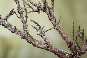 Jumping spider (Phlegra bresnieri), Italy.
