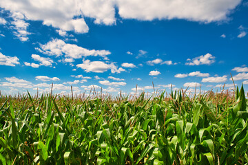 Maisfeld im Sommer bewölkter Himmel