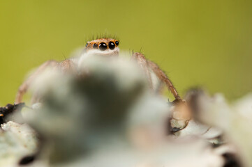 Jumping spider (Phlegra bresnieri), Italy.
